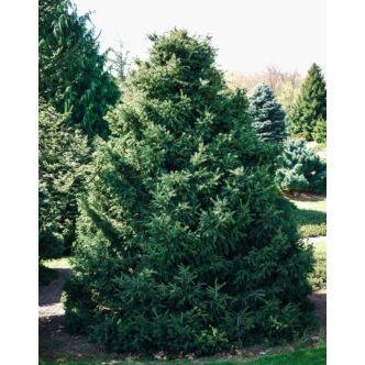 Picea abies 'Maxwellii' – Lucfenyő