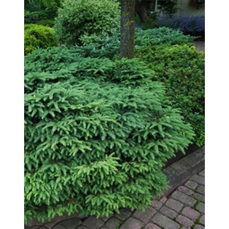 Picea abies 'Nidiformis' – Fészkes lucfenyő