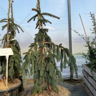 Picea abies 'Pendula Mayor' – Csüngőágú lucfenyő