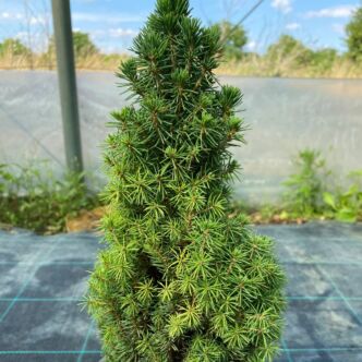 Picea abies 'Piccolo' – Lucfenyő