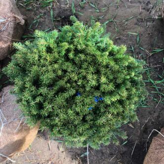Picea abies 'Pumila Nigra' – Lucfenyő