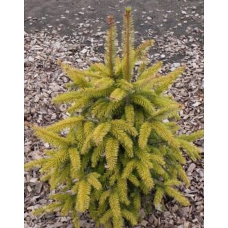 Picea sitchensis 'Aurea' – Törpe szitka lucfenyő