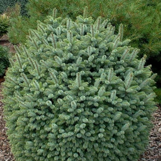 Picea sitchensis 'Tenas' – Törpe szitka lucfenyő