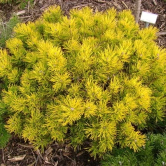 Pinus mugo 'Carsten' – Havasi törpefenyő Pinus mugo 'Carsten' – Havasi törpefenyő