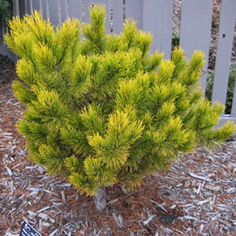 Pinus mugo 'Carsten's Wintergold' – Aranylombú havasi törpefenyő Pinus mugo 'Carsten's Wintergold' – Aranylombú havasi törpefenyő