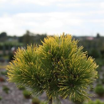 Pinus mugo 'Nana Balcanica Aurea' – Havasi törpefenyő