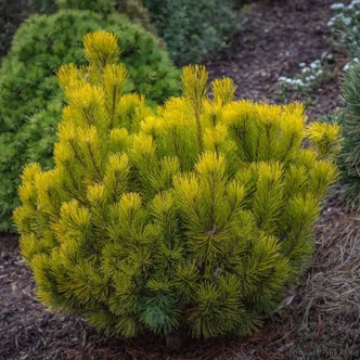 Pinus mugo 'Ophir' – Havasi törpefenyő
