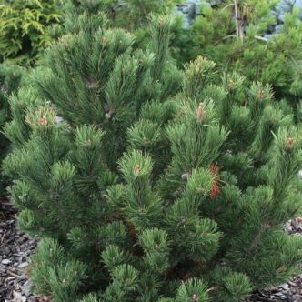 Pinus mugo 'Paradekissen' – Törpefenyő