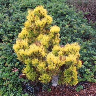 Pinus mugo 'Schweizer Tourist' – Havasi törpefenyő Pinus mugo 'Schweizer Tourist' – Havasi törpefenyő