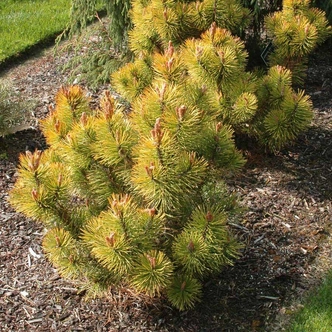Pinus mugo 'Zundert' – Havasi törpefenyő
