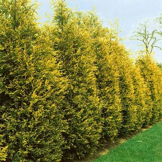 Cupressocyparis leylandii 'Gold Rider' - Arany Leyland-ciprus