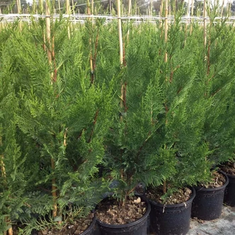 Cupressocyparis leylandii 'Oger' - Leyland ciprus 'Oger'