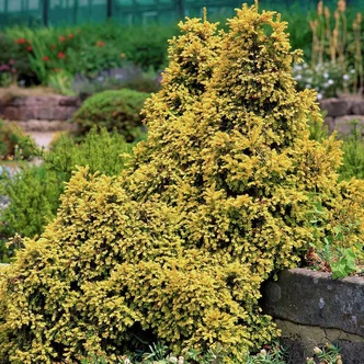 Taxus baccata 'Adpressa Aurea' – Tiszafa