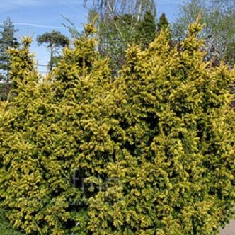 Taxus baccata 'Aurea' - Arany közönséges tiszafa
