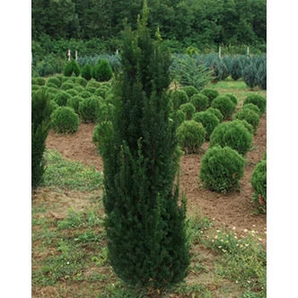 Taxus baccata 'Barabits Express' – Gyors növekedésű oszlopos tiszafa