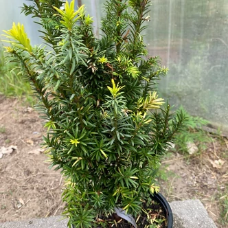 Taxus baccata 'Bence' – Tiszafa