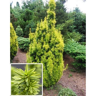 Taxus baccata 'David' – Arany oszlopos tiszafa Taxus baccata 'David' – Arany oszlopos tiszafa