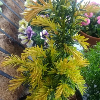 Taxus baccata 'Elegantissima' – Tiszafa