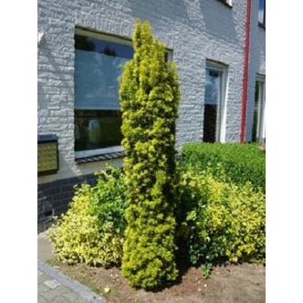 Taxus baccata 'Fastigiata Aurea' - Arany oszlopos tiszafa Taxus baccata 'Fastigiata Aurea' - Arany oszlopos tiszafa