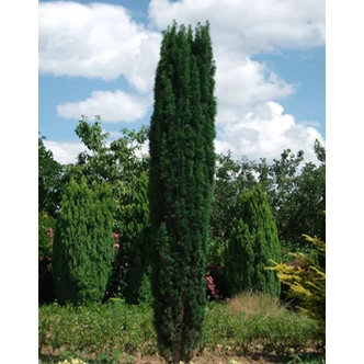 Taxus baccata 'Fastigiata Robusta' – Oszlopos tiszafa Taxus baccata 'Fastigiata Robusta' – Oszlopos tiszafa