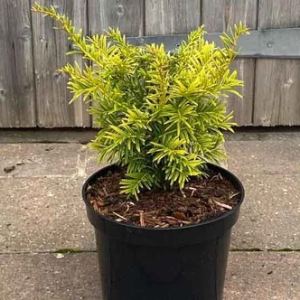 Taxus baccata 'Golden Carol'® – Tiszafa
