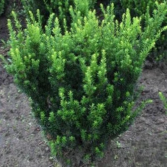 Taxus baccata 'Green Mountain' – Tiszafa