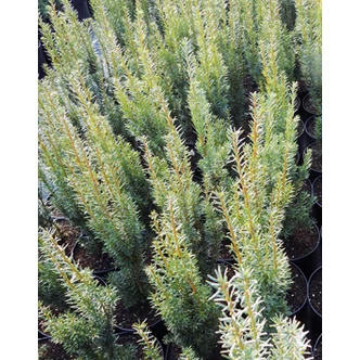 Taxus baccata 'Lakatos' – Oszlopos tiszafa