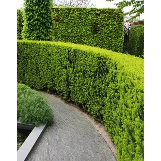 Taxus baccata 'Sövény' - Tiszafa sövény (porzós)