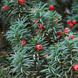 Taxus baccata 'Totem' – Tiszafa