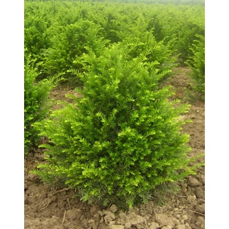 Taxus baccata 'Zöld' - Tiszafa (porzós)