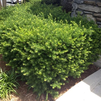 Taxus cuspidata – Japán tiszafa Taxus cuspidata – Japán tiszafa