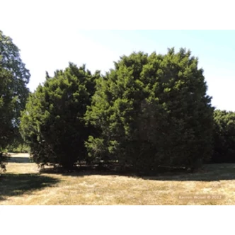 Taxus media 'Brownii' - Tiszafa