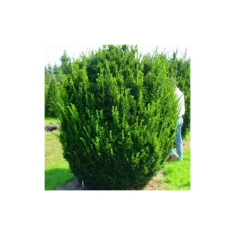 Taxus media 'Groenland' – Oszlopos tiszafa