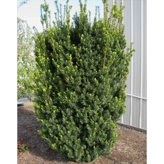 Taxus media 'Hicksii' - Oszlopos tiszafa (termős)