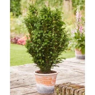 Taxus x media 'Rising Star'® – Tiszafa