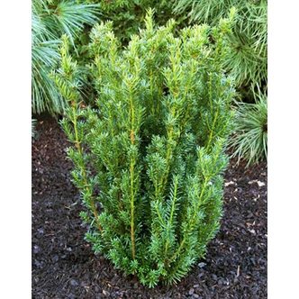 Taxus x media 'Hillii' – Oszlopos-kúpos tiszafa