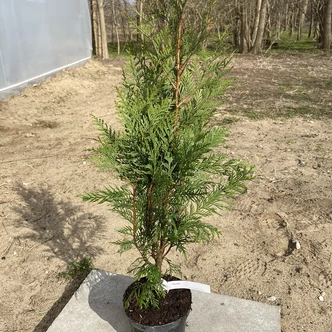 Thuja plicata 'Martin' – Tuja