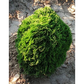 Thuja occidentalis 'Danica' - Törpe gömbtuja Thuja occidentalis 'Danica' - Törpe gömbtuja
