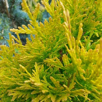 Thuja occidentalis 'Golden Anne'® – Nyugati tuja