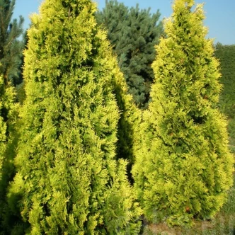 Thuja occidentalis 'Golden Brabant'® – Nyugati tuja