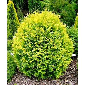 Thuja occidentalis 'Golden Globe' - Arany gömb nyugati tuja