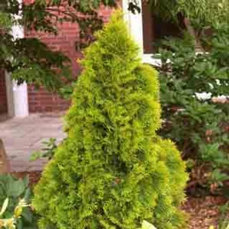 Thuja occidentalis 'Golden Smaragd' – Aranylombú smaragd tuja