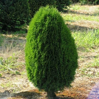 Thuja occidentalis 'Green Egg' – Nyugati tuja