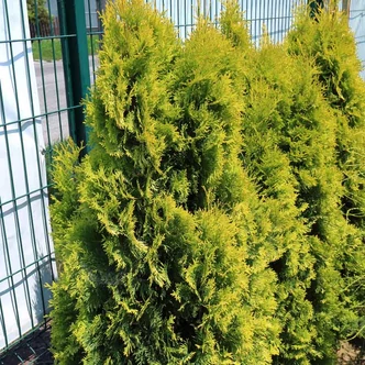Thuja occidentalis 'Jantar' – Aranylombú nyugati tuja