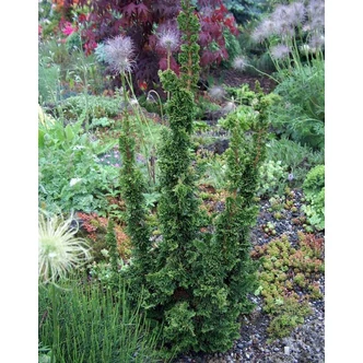 Thuja occidentalis 'Malonyana Holub' – Nyugati tuja