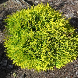 Thuja occidentalis 'Mirjam' – Arany törpe gömbtuja