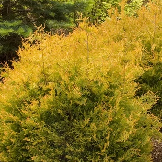 Thuja occidentalis 'Rheingold' – Nyugatu tuja