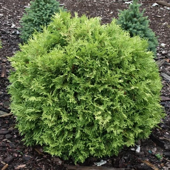 Thuja occidentalis 'Selena' – Nyugati tuja