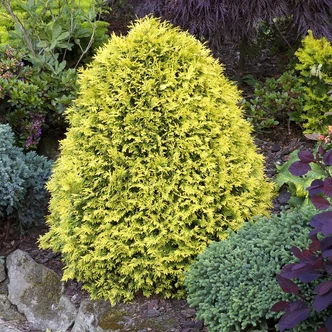 Thuja occidentalis 'Sunkist' – Nyugati tuja