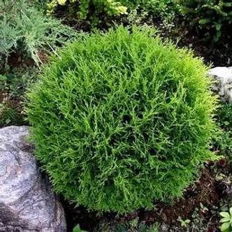 Thuja occidentalis 'Tiny Tim' – Nyugati tuja